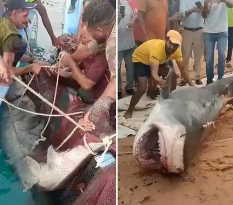 Pawan Sharma, founder and president of the non-profit organization RAWW (Resqink Association for Wildlife Welfare), said the shark involved in this incident was about seven feet long and weighed nearly 130 kg.