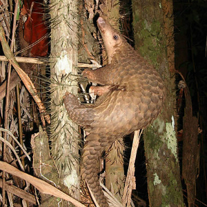 Wow Ternyata 5 Hewan Purba Masih Hidup Di Indonesia Money Id