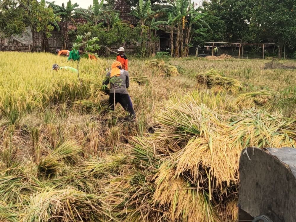 Petani Blok Cepu Masuki Panen Raya, Produksi Padi Merosot ...