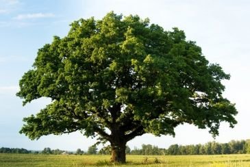 Kita Bisa Tebak Kepribadianmu Lewat Gambar Pohon Sederhana Ini Lho