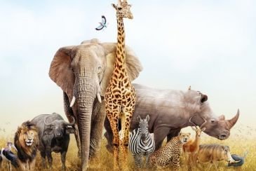 Tebak Kepribadian dari Pilihan Hewan Favoritmu Yuk!