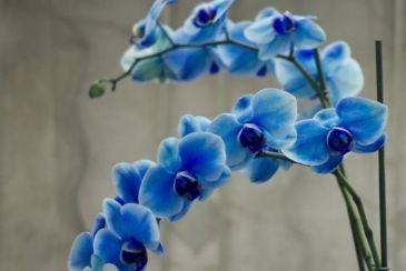 Bunga Ternyata Punya Makna Yang Melambangkan Kepribadianmu Lho, Yuk Cari Tahu!