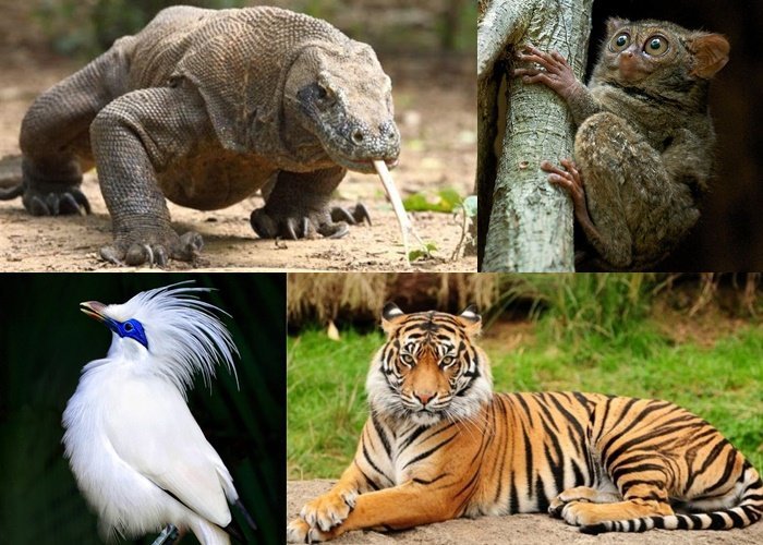 Mengaku Cinta Indonesia? Coba Buktikan dengan Seberapa Tahu Kamu Tentang Fauna Endemik Ini!