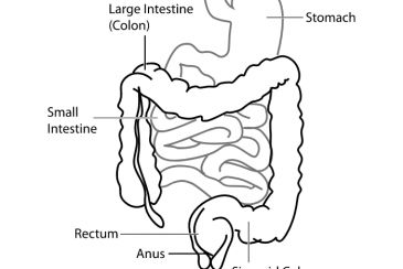 Hobi Makan? Fix Kamu Gak Sayang Badanmu Kalau Gak Bisa Jawab Fungsi Organ Pencernaan Ini!
