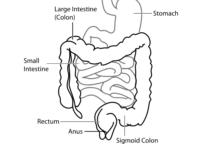 Hobi Makan? Fix Kamu Gak Sayang Badanmu Kalau Gak Bisa Jawab Fungsi Organ Pencernaan Ini!