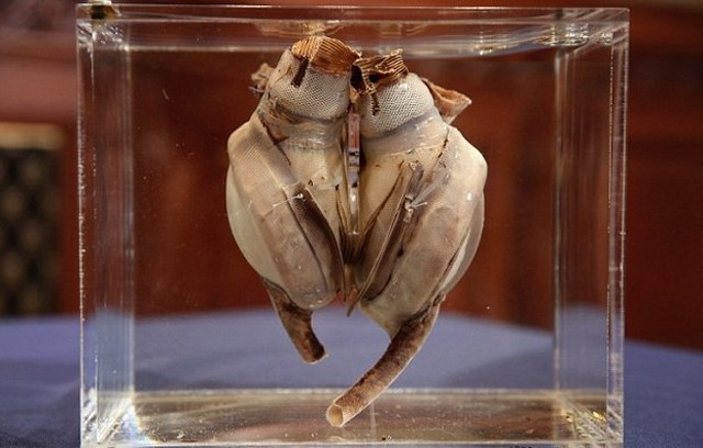 Inilah penampakan jantung buatan manusia  pertama di dunia 