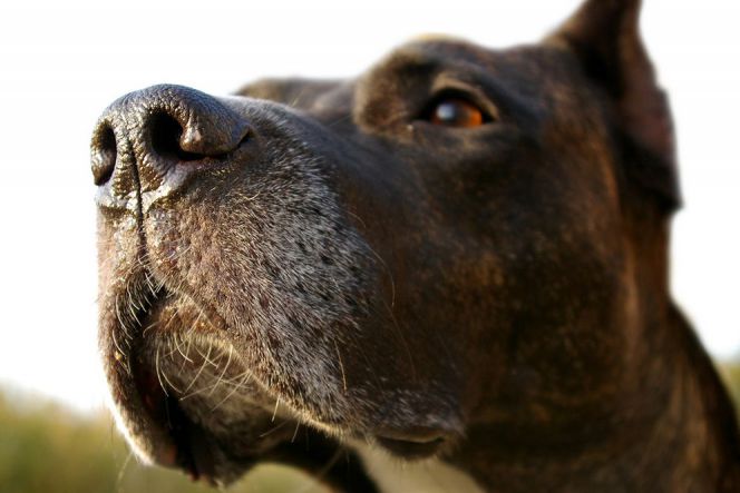 Deteksi penyakit dari alat pengendus milik anjing