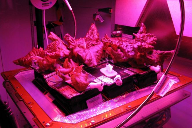 Astronot bilang rasa letuce hasil kebun luar angkasa, menakjubkan!