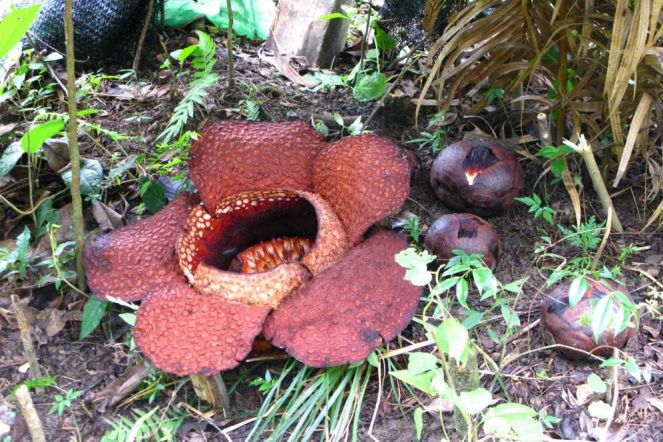 40 Gambar Flora Endemik Indonesia Gratis Terbaik