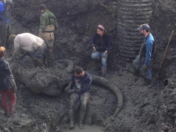 Petani AS temukan fosil gading hewan  prasejarah mamut  
