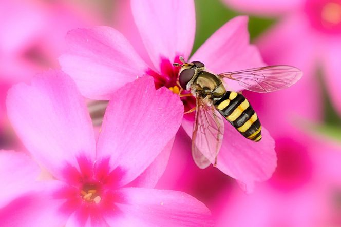 Ini yang dilakukan bunga  untuk memikat lebah  Techno id