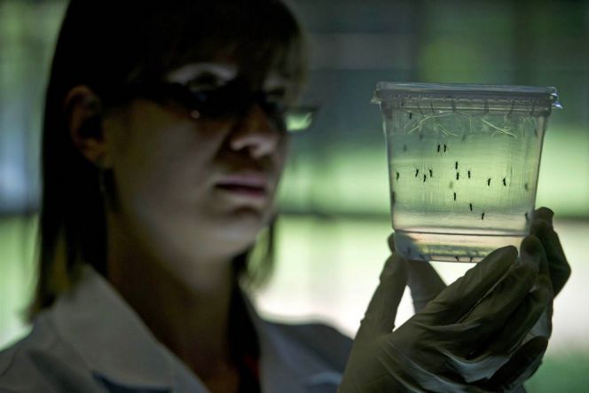 6 Hal yang biasa ditanyakan tentang virus Zika, beserta jawabannya