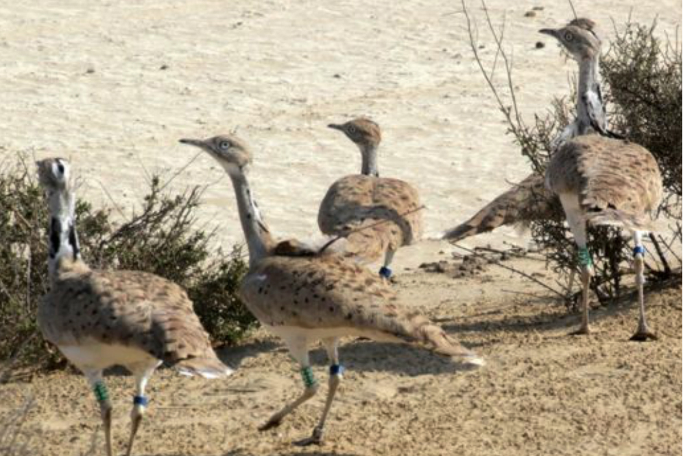 Industri Wisata Siluman Pakistan, Berburu Burung Langka | Money.id