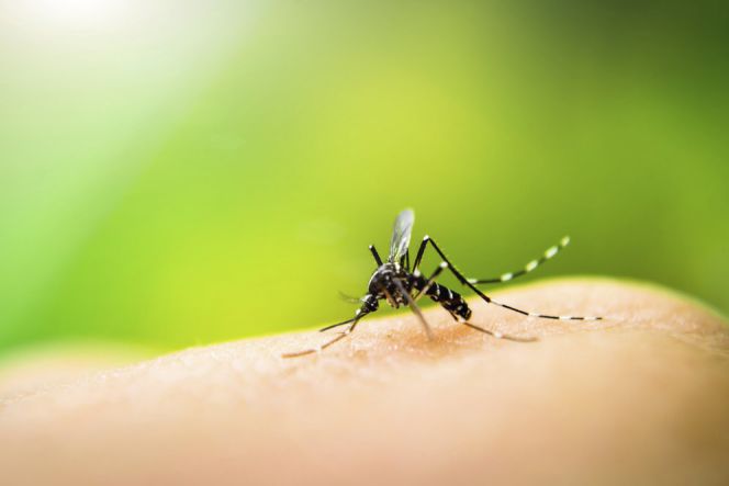 Google perluas hasil pencarian untuk perangi virus Zika