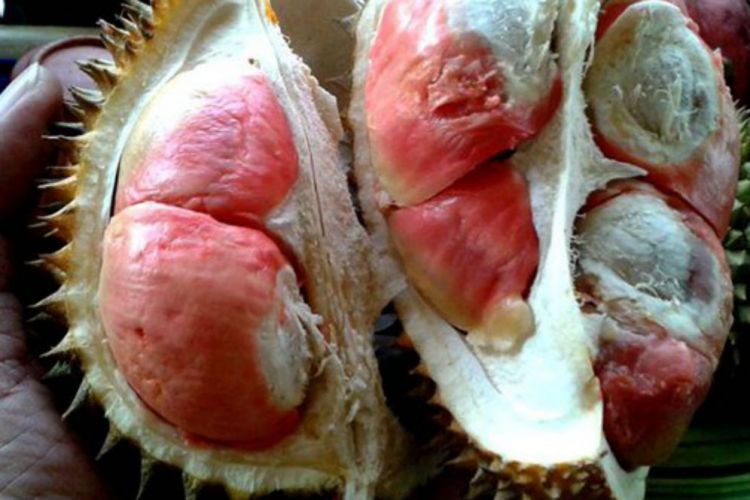 Download 64+ Gambar Durian Merah Terbaik Gratis