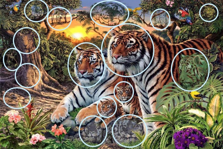 Ada yang Salah dengan Jumlah Harimau di Foto Ini Bisakah 