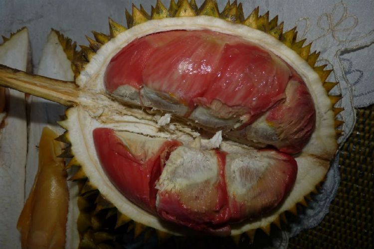 Unduh 42 Koleksi Gambar Durian Bajul Paling Bagus Gratis HD