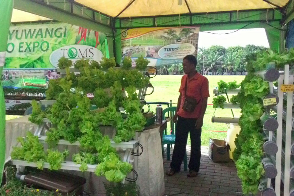 Banyuwangi Merdeka com Sistem tanam hidroponik mulai 