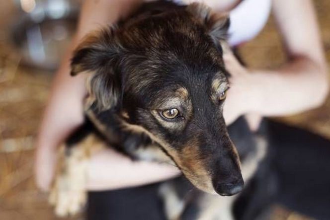 Studi ungkap anjing malah stres saat dipeluk majikannya