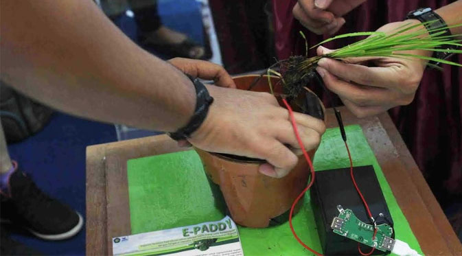 Padi Hasilkan Listrik merdeka.com