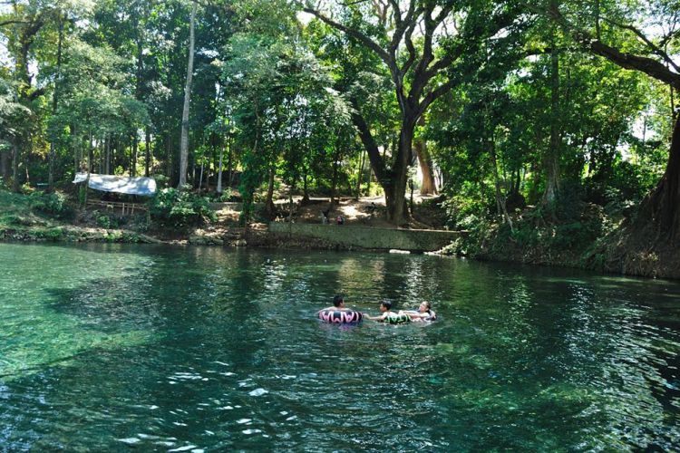 Malang Mengintip legenda pohon tua di