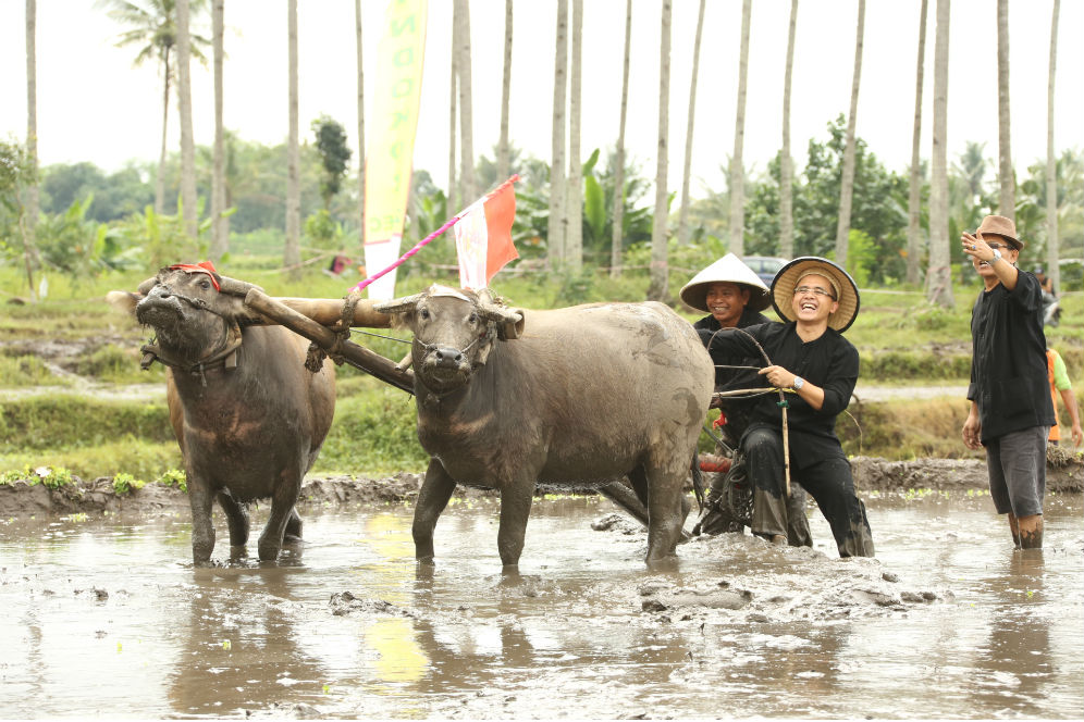 Banyuwangi Merdeka com Festival Padi Banyuwangi 