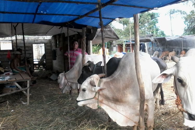 Tanah Bumbu - Merdeka.com  Pedagang sapi kurban di Tanah 