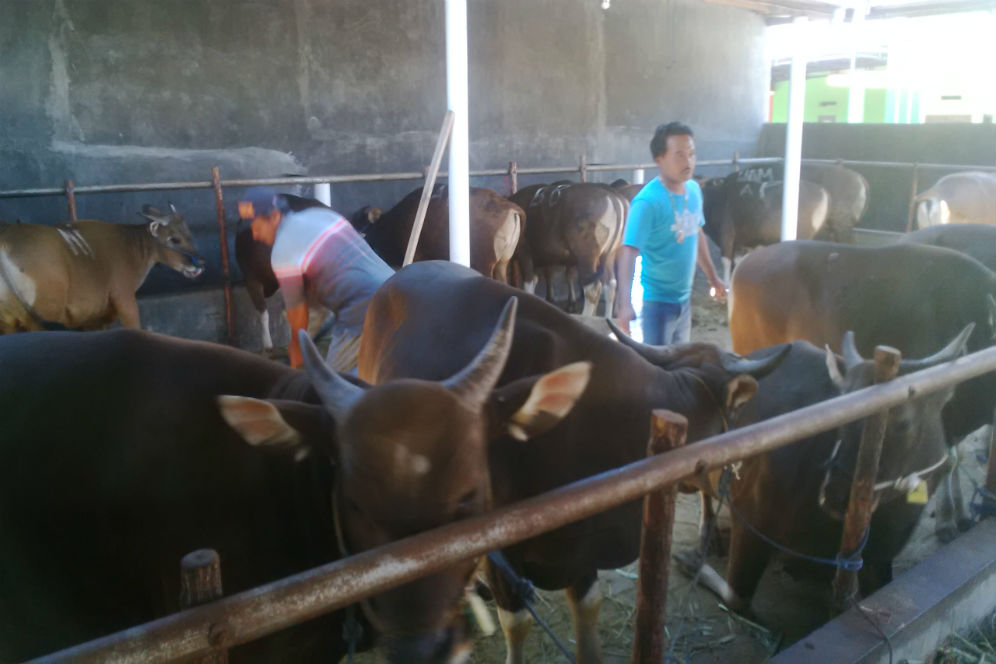 Banyuwangi - Merdeka.com  Lebih murah, sapi asal Bali 
