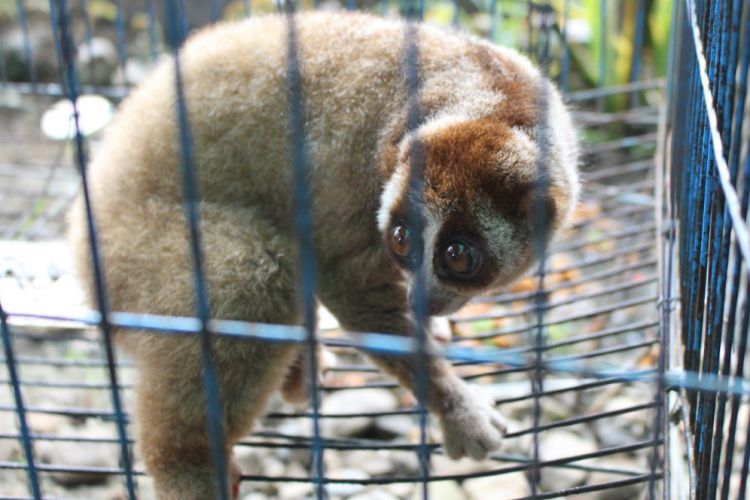 Tempat Perlindungan Hewan Langka Bandung Merdeka com Polda Jabar bekuk lima pemburu dan 