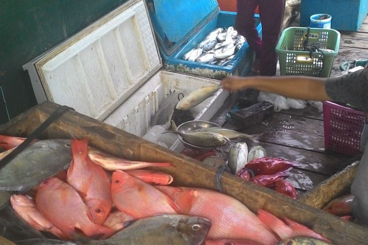 Unduh 770 Koleksi Gambar Hasil Laut Paling Bagus Gratis