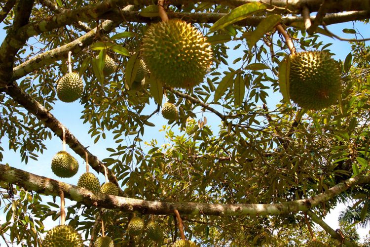 Malang Merdekacom Berburu Dan Memetik Durian Di Wagir