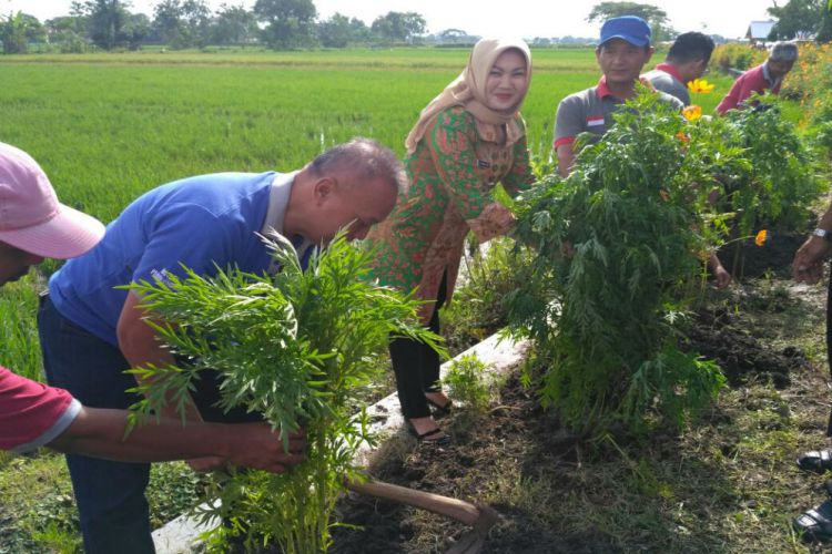 Jawa Tengah  Merdeka.com  Ampuh tangkal hama, bunga ini bakal ditanam massal di sawah Klaten