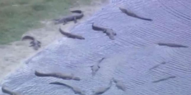 Ratusan Buaya Terlihat Menumpuk di Ceruk Sungai Florida