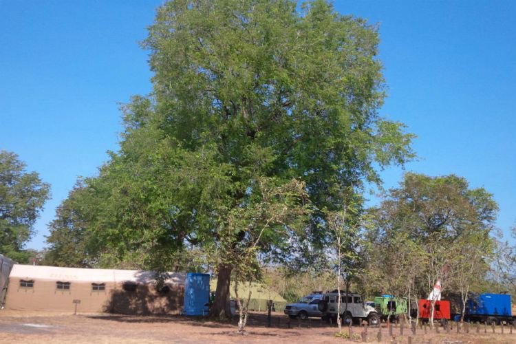 Banyuwangi Merdekacom Taman Nasional Baluran Jadi Tuan