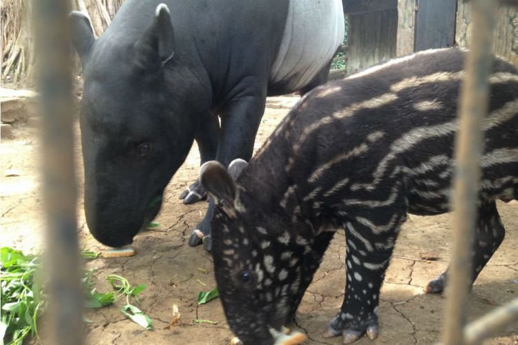 Bandung Merdeka Com Ada Anak Tapir Baru Lahir Di Kebun