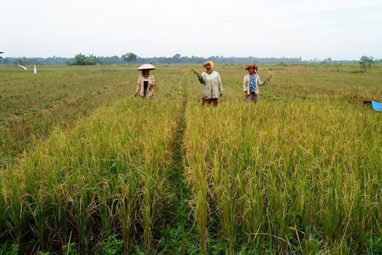 Luas Lahan Pertanian Di Indonesia Tahun 2017 - Tentang Tahun