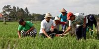 Pertanian di Bali jadi kekuatan nusantara