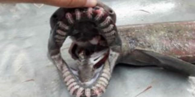 4300 Koleksi Gambar Ikan Hiu Di Perahu Gratis Terbaik