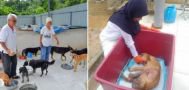 Tak Peduli Dicibir, Pasangan Muslim ini Rawat & Pelihara Puluhan Anjing Telantar