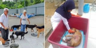 Tak Peduli Dicibir, Pasangan Muslim ini Rawat & Pelihara Puluhan Anjing Telantar