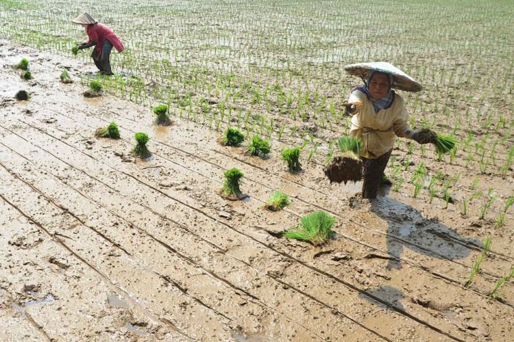  Malang  Merdeka com Pemkab  Malang  targetkan 5000 