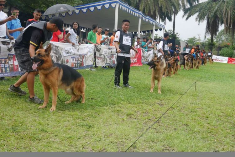 Bandung Merdeka Com Anjing Gembala Jerman Unjuk Gigi Dalam
