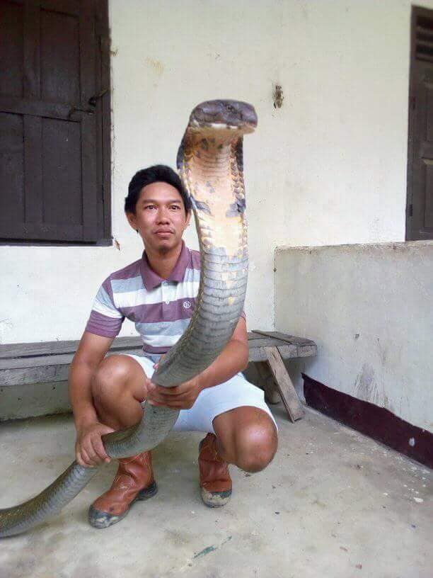Heboh foto  pria dan king cobra raksasa asli Indonesia 