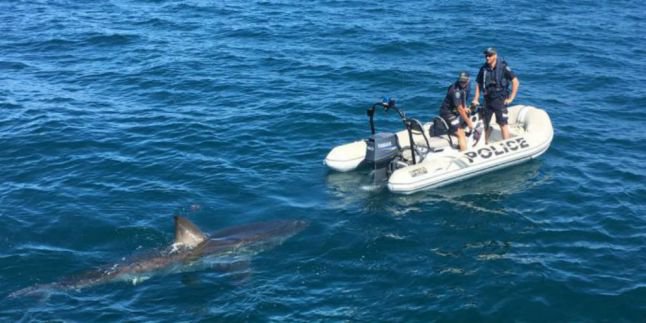 4300 Koleksi Gambar Ikan Hiu Di Perahu Gratis Terbaik