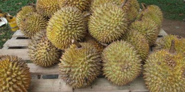 Download 7700 Koleksi Gambar Durian Busuk Paling Bagus Gratis HD