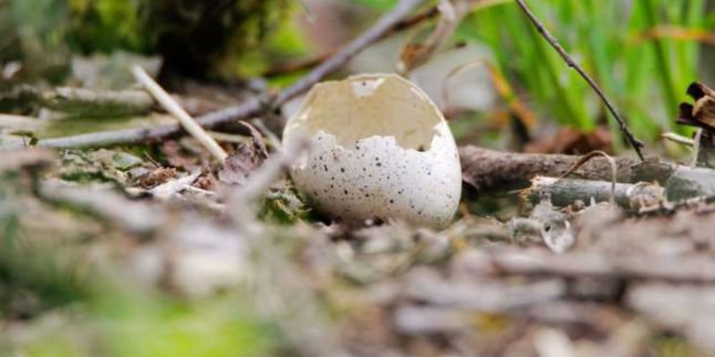 Untuk Melindungi Telur Burung Di Mulutnya Pria Ini Rela Patahkan