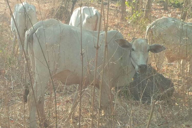 Banyuwangi Merdeka Com Ribuan Sapi Ternak Terobos Masuk Tn Baluran Jadi Ancaman Hewan Liar Yang Dilindungi