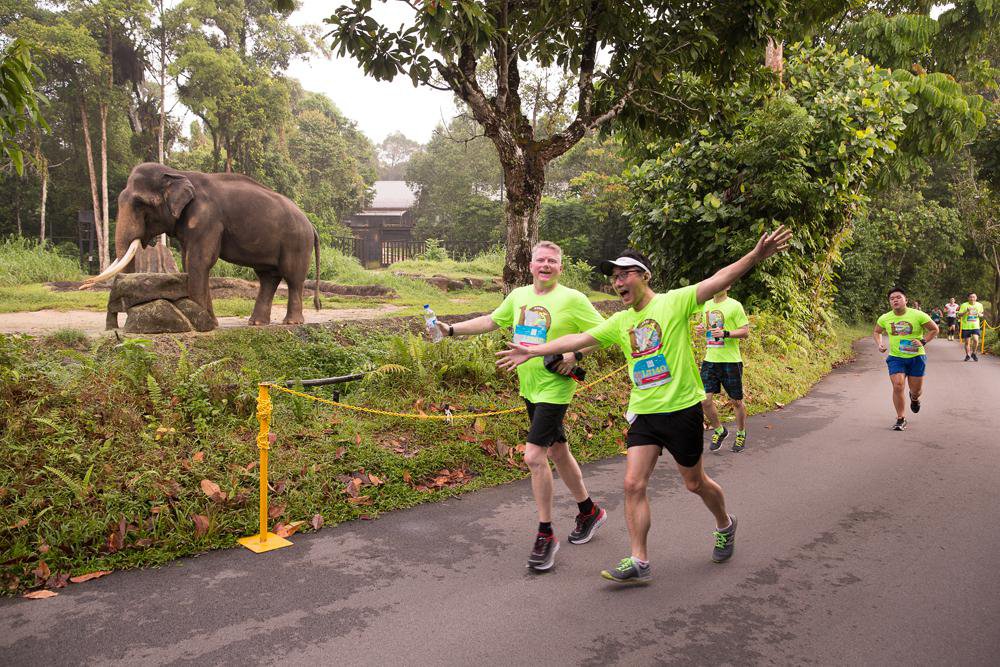 Safari Zoo Run © Safari Zoo Run