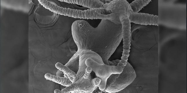 Laboratorium Ini Ciptakan Monster Mini Dengan Banyak Kepala