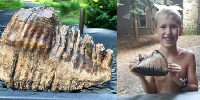 860 Koleksi Gambar Hewan Zaman Es HD Terbaik